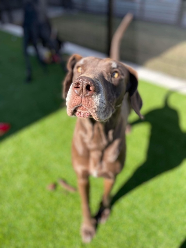 Enlarge Hatch, a Adoptable Great Dane in Dallas, TX image 10/12
