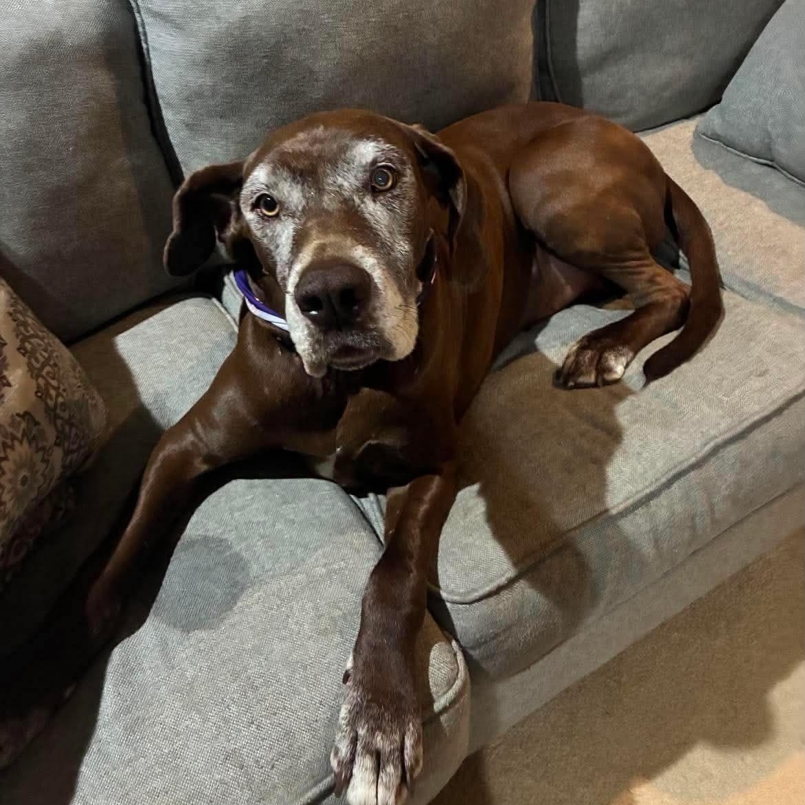Hatch, a Adoptable Great Dane in Dallas, TX image 1/6