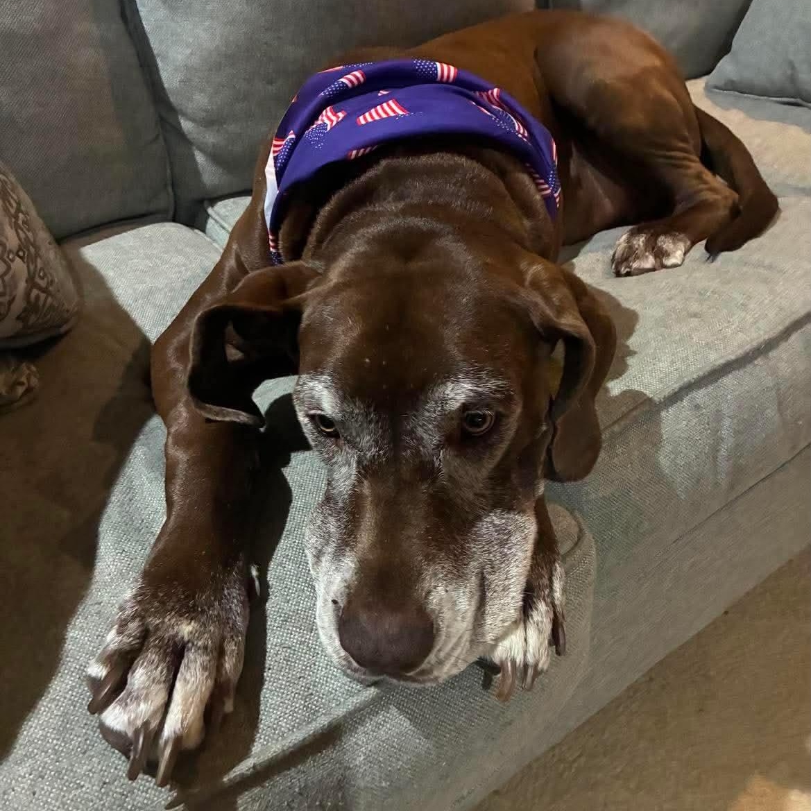 Hatch, a Adoptable Great Dane in Dallas, TX image 6/6