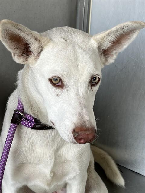 INGRID, Adoptable, Young Female Siberian Husky & Mixed Breed.