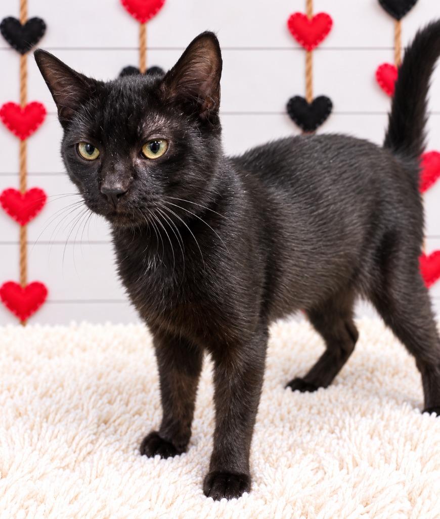 Moon Knight, Adoptable, Young Male Domestic Short Hair.
