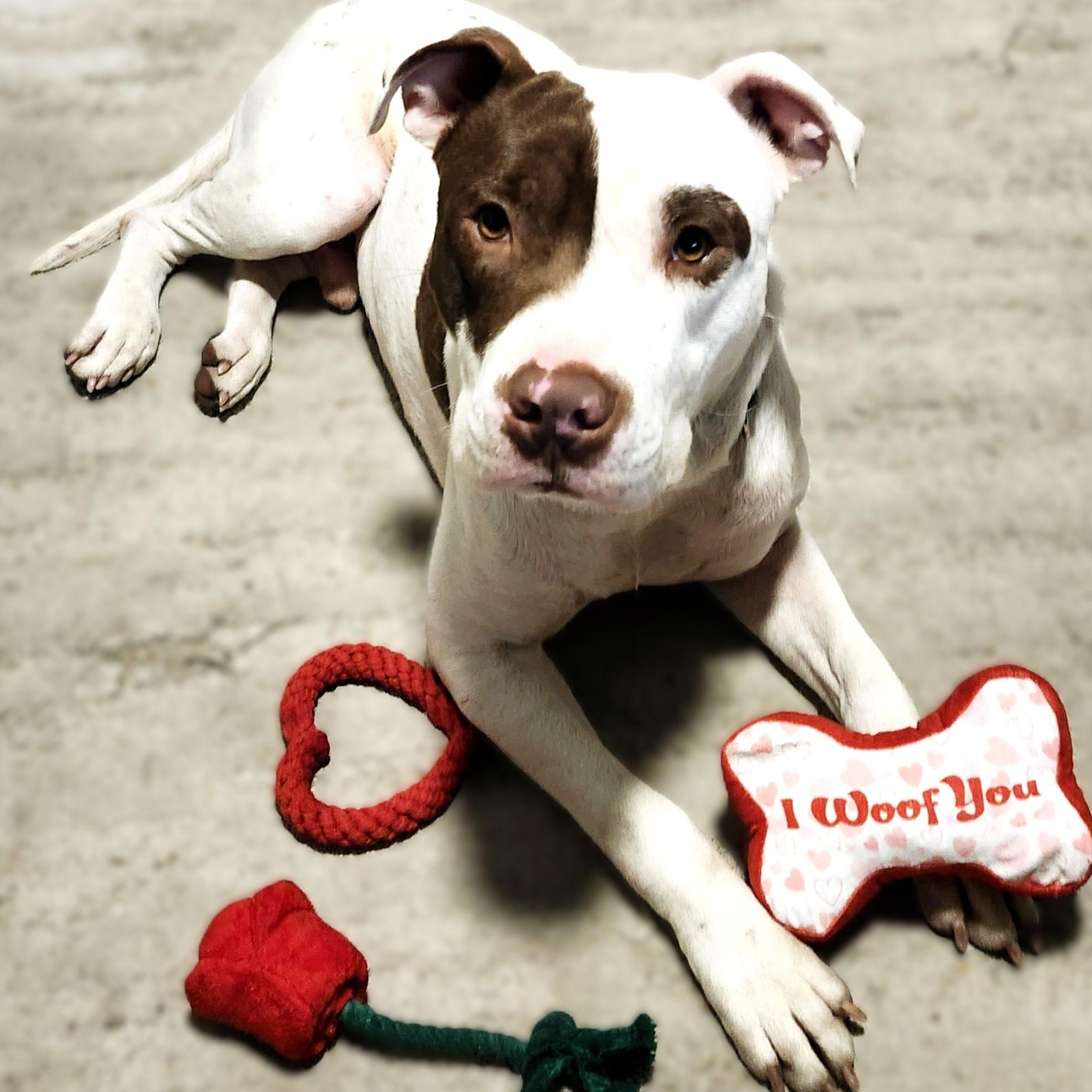 Romeo, an adoptable American Staffordshire Terrier, Labrador Retriever in eugene, OR, 97402 | Photo Image 1
