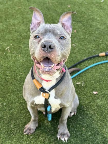 Juice, Adoptable, Adult Male Terrier & Mixed Breed.