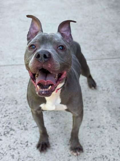 Enlarge Juice, a Adoptable mixed breed in Gastonia, NC image 1/2