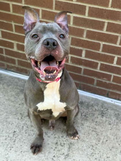 Enlarge Juice, a Adoptable mixed breed in Gastonia, NC image 2/2