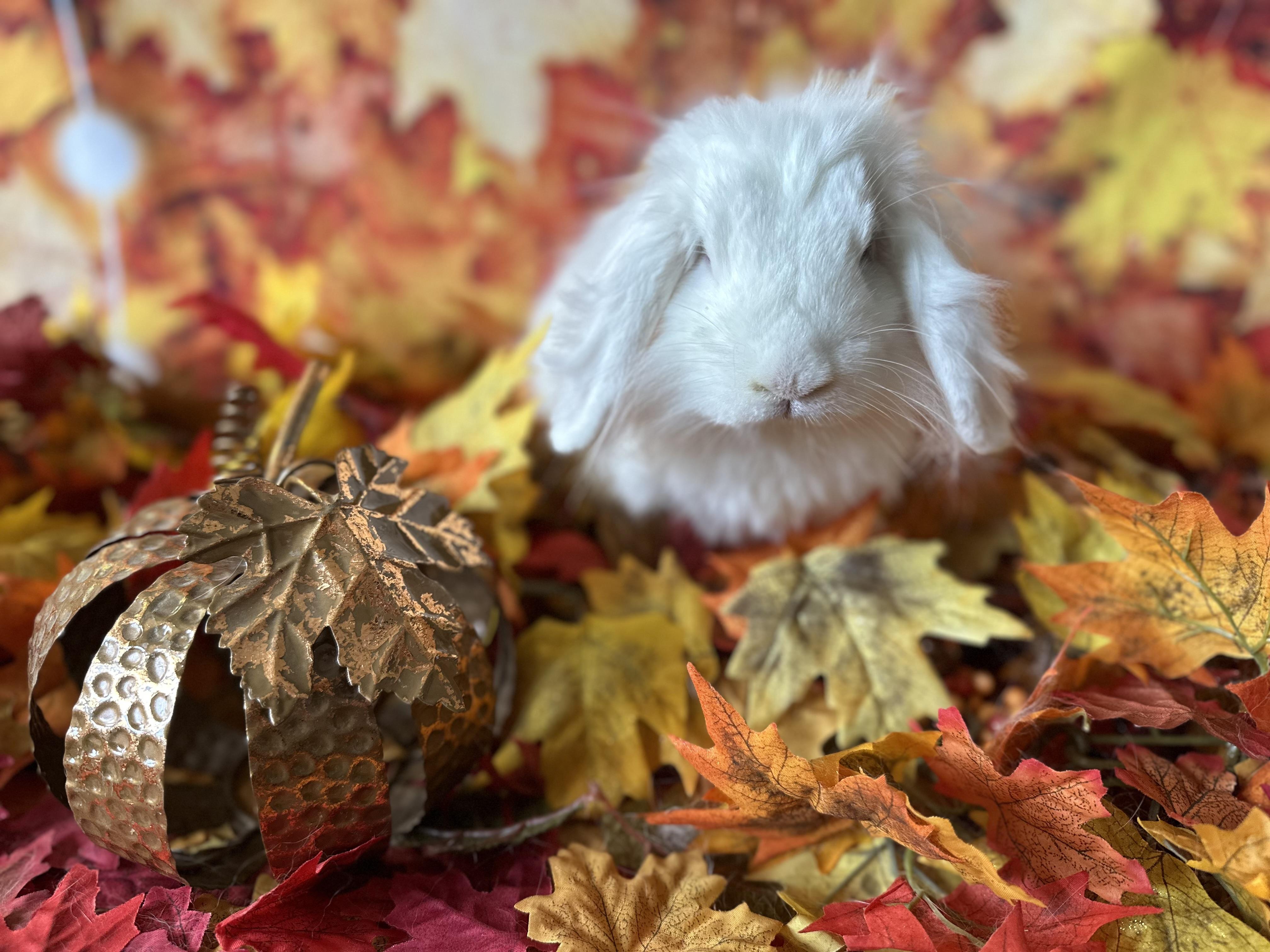 Enlarge Mashed Potato, a Adoptable American Fuzzy Lop in Northampton, MA image 1/1