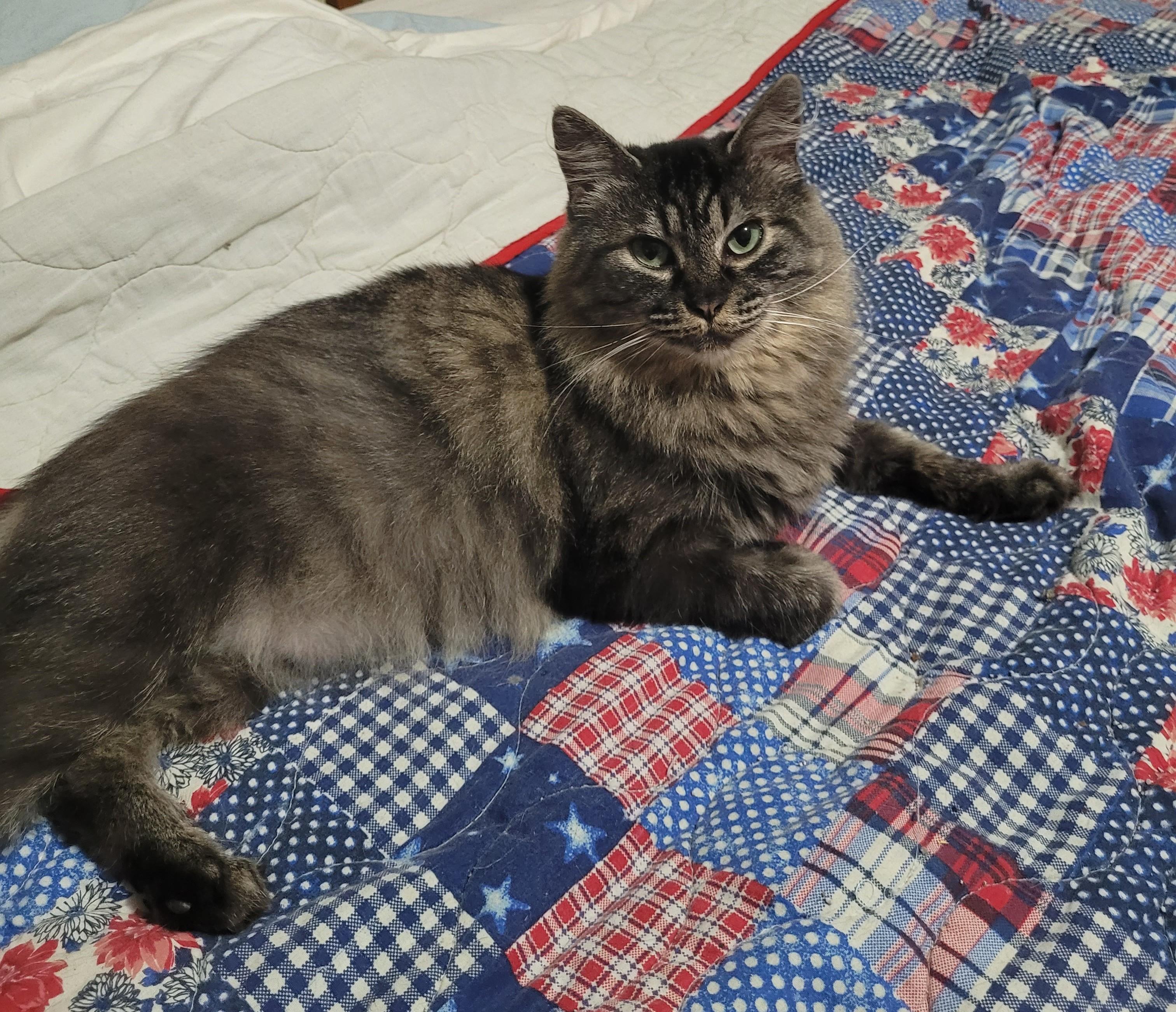 Enlarge From Street life to sofa life-Sandy is ready to come home., a ADOPTABLE mixed breed in Toledo, OR image 1/1