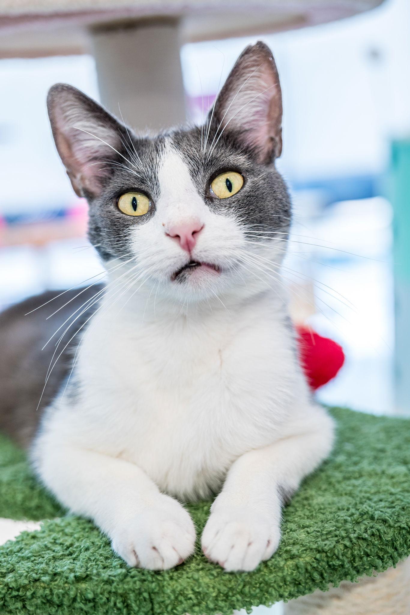 Spencer, Adoptable, Adult Male Domestic Short Hair.