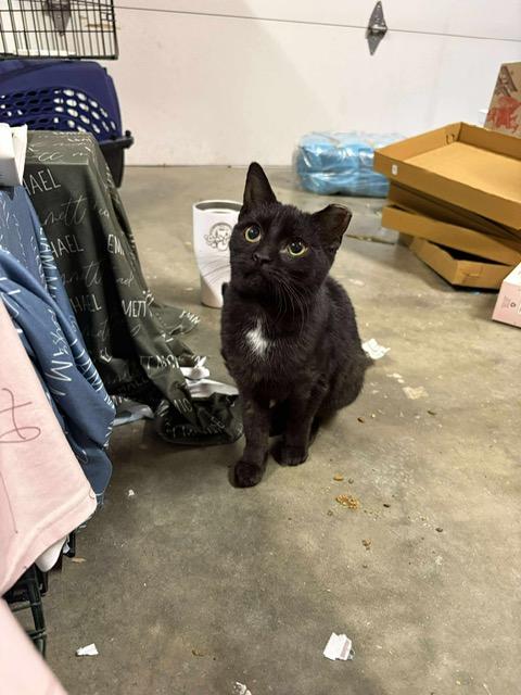 Jingle, adopted, Kitten Female Domestic Short Hair.