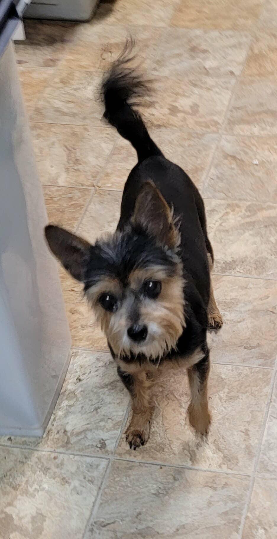 Sadie, adoptable, Adult Female Yorkshire Terrier.