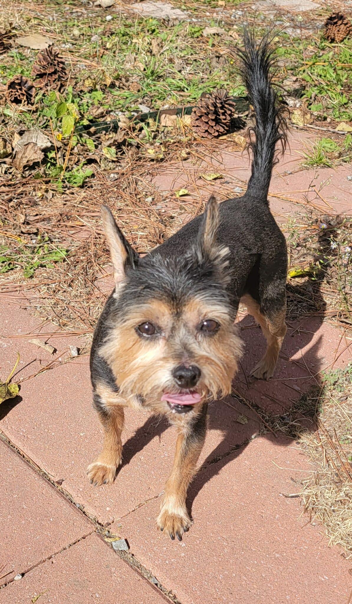 Sadie, an adoptable Yorkshire Terrier in Van Alstyne, TX image 2/5