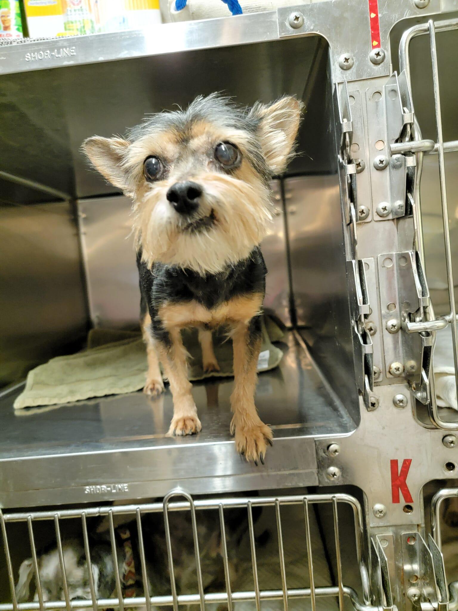 Sadie, an adoptable Yorkshire Terrier in Van Alstyne, TX image 3/5