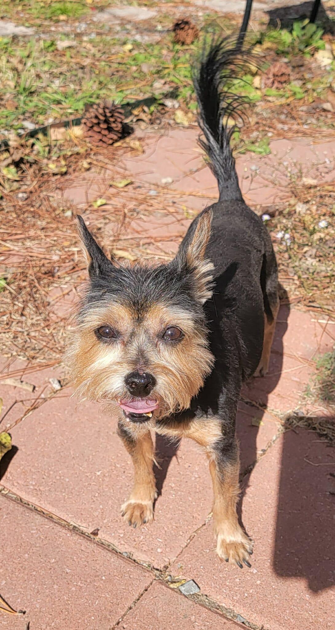 Sadie, an adoptable Yorkshire Terrier in Van Alstyne, TX image 4/5