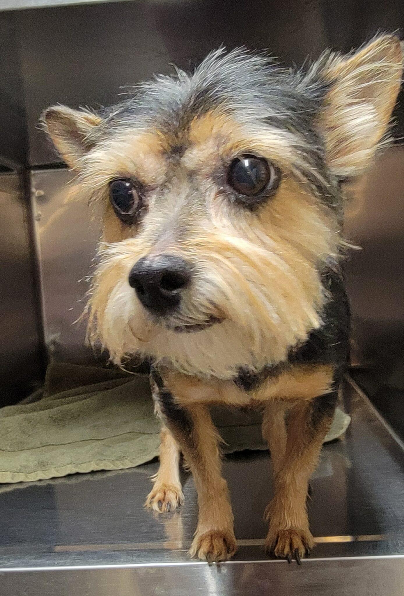 Sadie, an adoptable Yorkshire Terrier in Van Alstyne, TX image 5/5