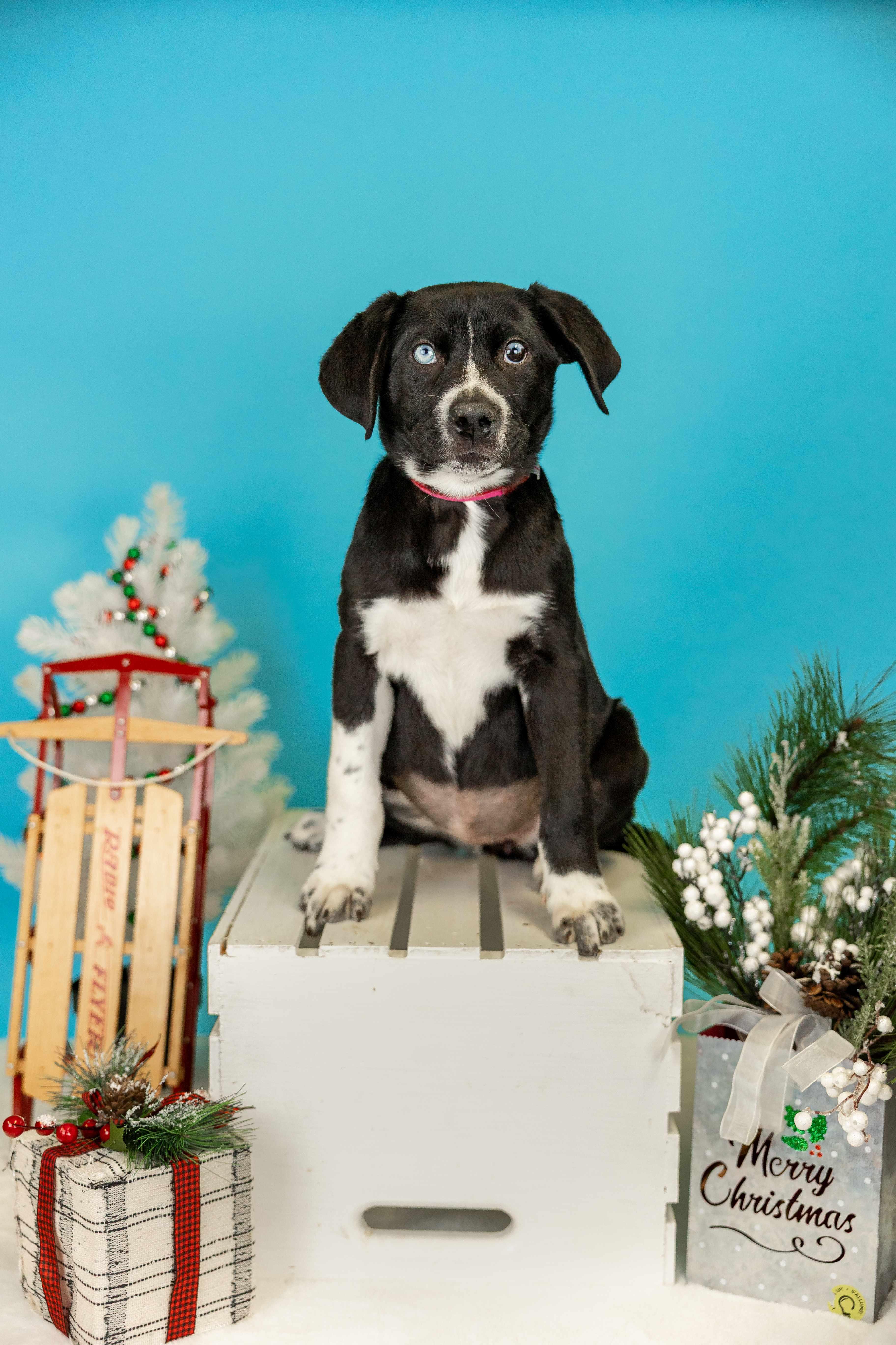 Enlarge 1067-25, a ADOPTABLE mixed breed in Brighton, CO image 1/1
