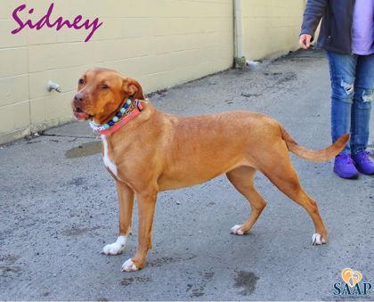 Sidney, a Adoptable Pit Bull Terrier in Newport, KY image 2/6