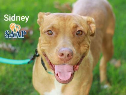 Sidney, a Adoptable Pit Bull Terrier in Newport, KY image 5/6