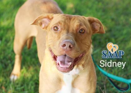Sidney, a Adoptable Pit Bull Terrier in Newport, KY image 6/6