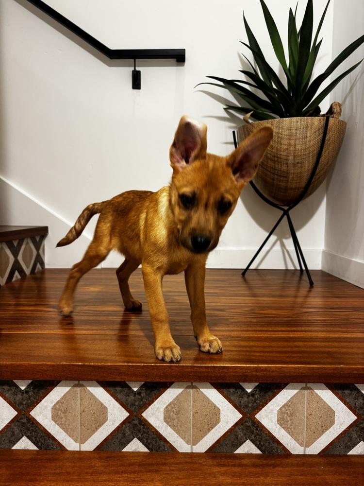 London, Adoptable, Puppy Male Carolina Dog.