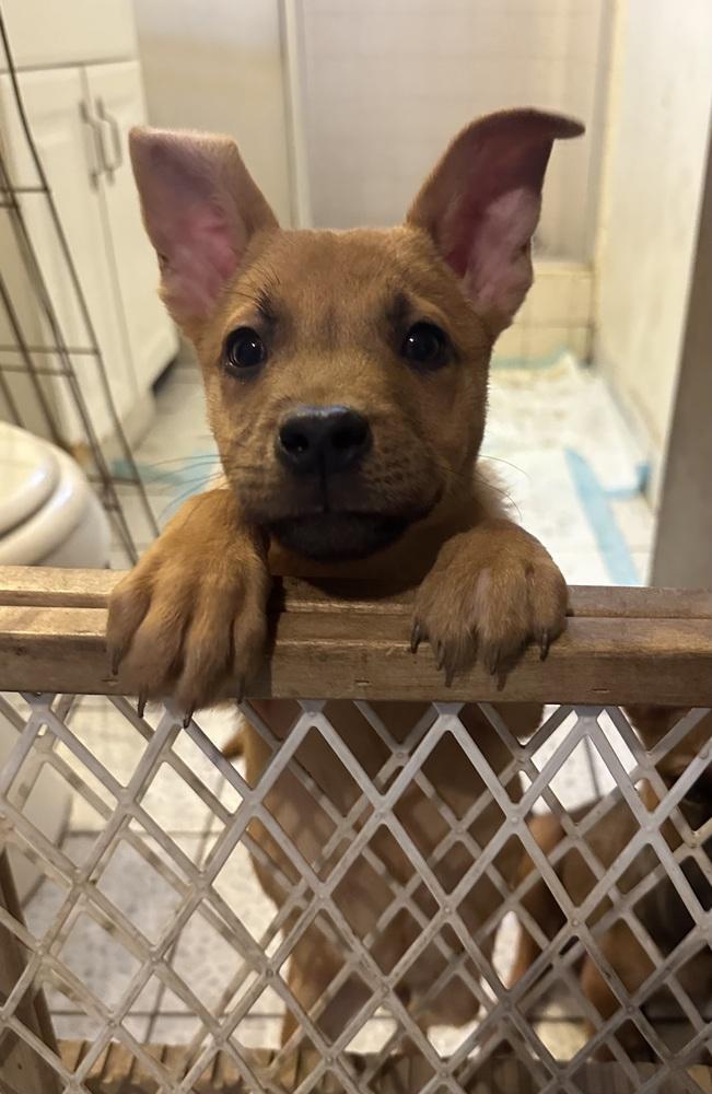 Enlarge London, a Adoptable Carolina Dog in Escondido, CA image 2/5