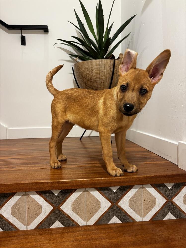 Enlarge London, a Adoptable Carolina Dog in Escondido, CA image 3/5