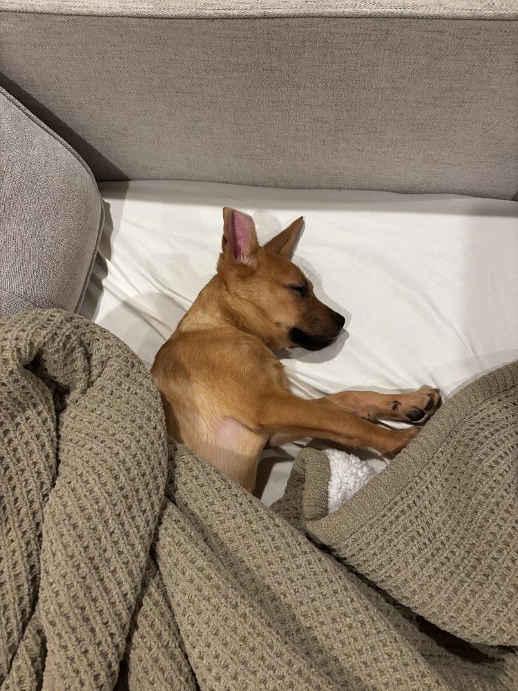 Enlarge London, a Adoptable Carolina Dog in Escondido, CA image 4/5