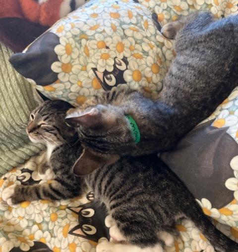 Colton, a Adoptable Tabby in San Pedro, CA image 1/4