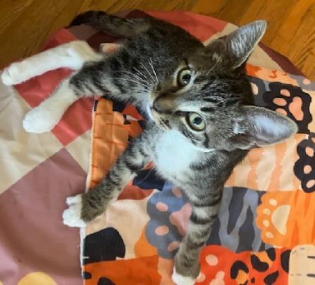 Colton, a Adoptable Tabby in San Pedro, CA image 2/4