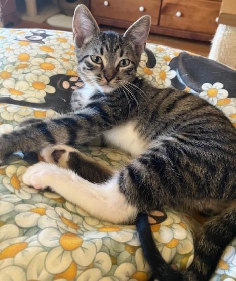 Colton, a Adoptable Tabby in San Pedro, CA image 3/4