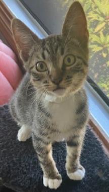 Colton, a Adoptable Tabby in San Pedro, CA image 4/4