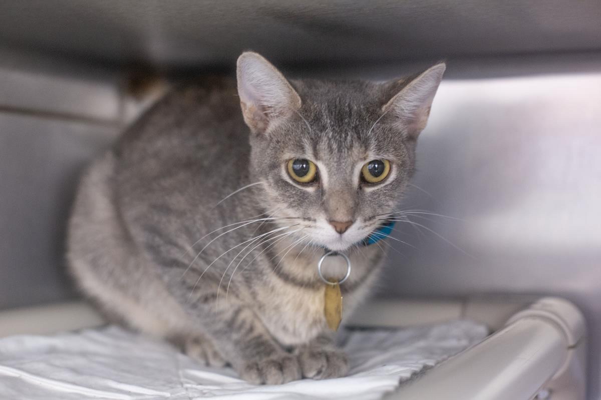 Pixel, Adoptable, Adult Female Domestic Short Hair & Tabby.