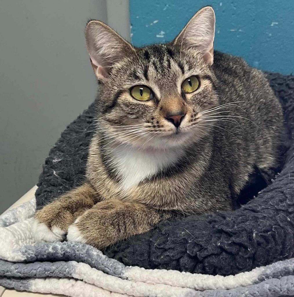 Mish, adopted, Young Female Domestic Short Hair.