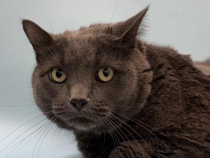 Silver, Adoptable, Adult Female Domestic Short Hair & Domestic Short Hair.