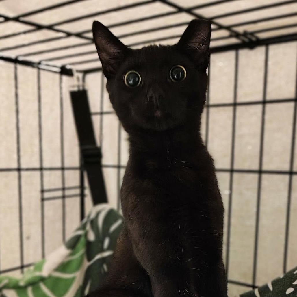 Enlarge West, a Adoptable Domestic Short Hair in Titusville, FL image 1/1