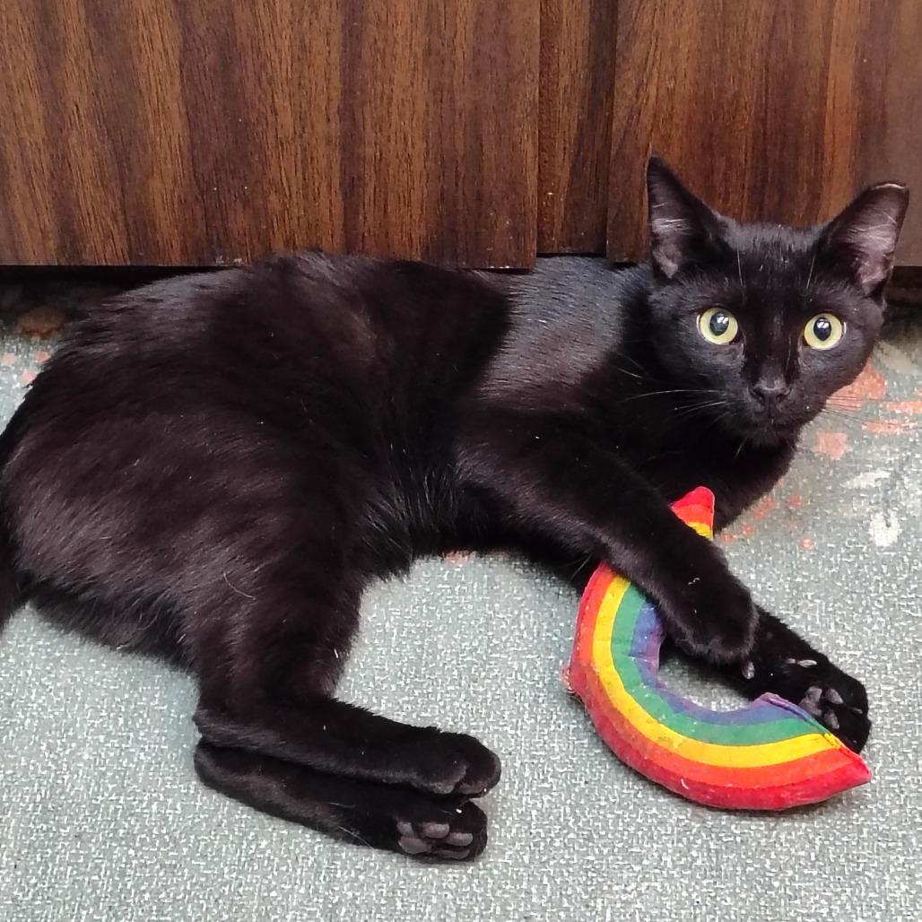 Enlarge West, a Adoptable Domestic Short Hair in Titusville, FL image 2/2