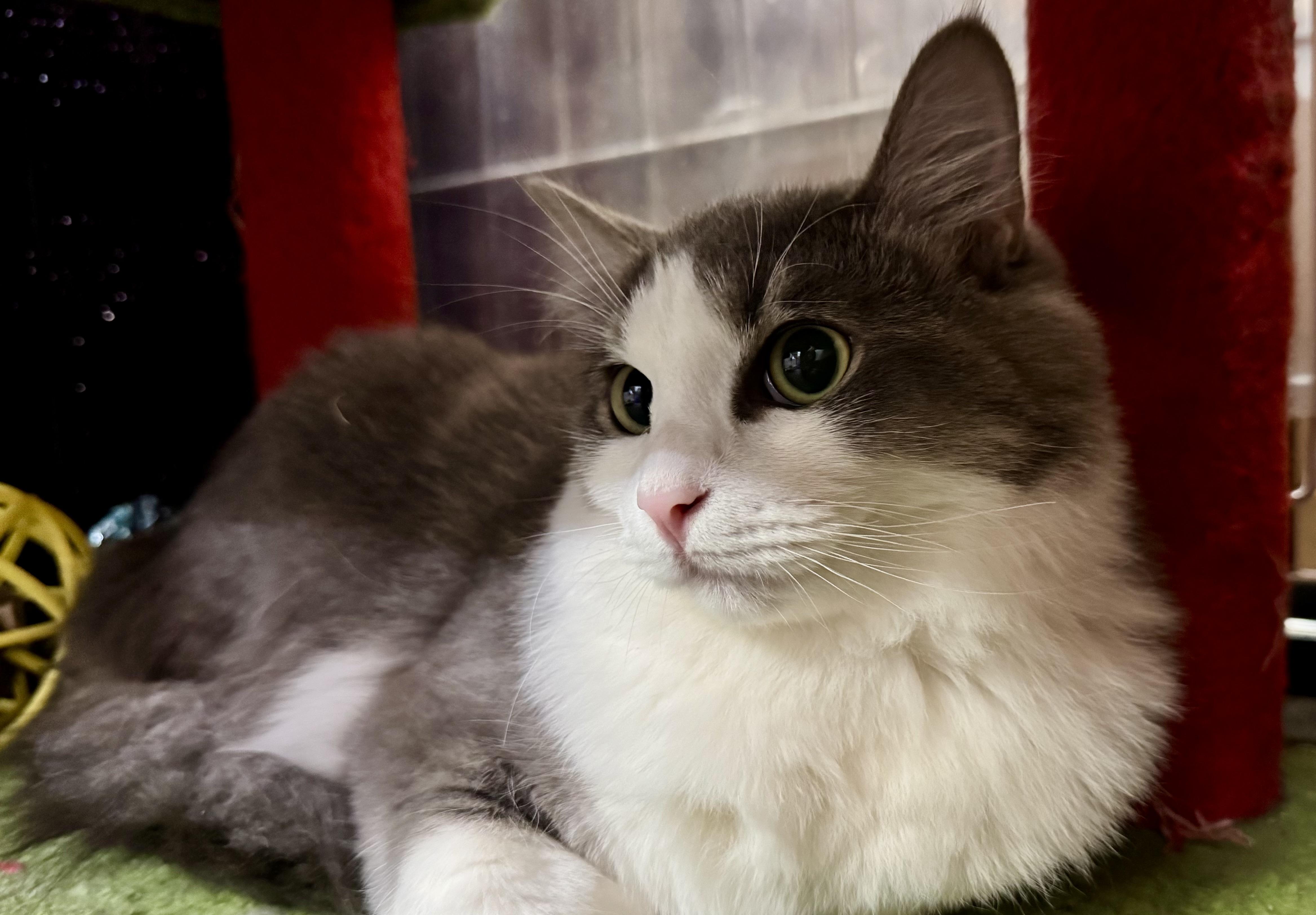 Dazzle, Adoptable, Young Male Domestic Medium Hair.