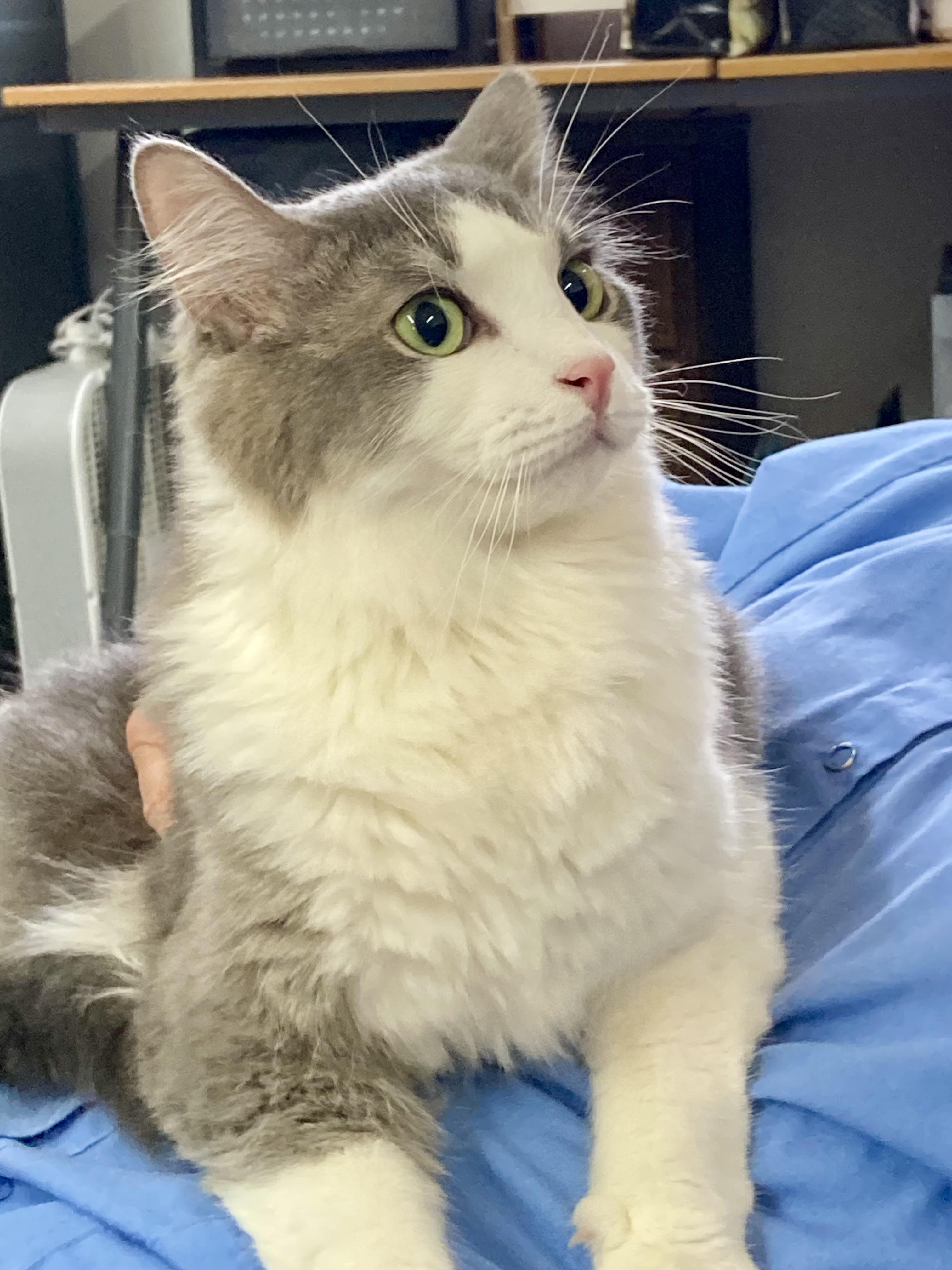 Dazzle, Adoptable, Young Male Domestic Medium Hair.