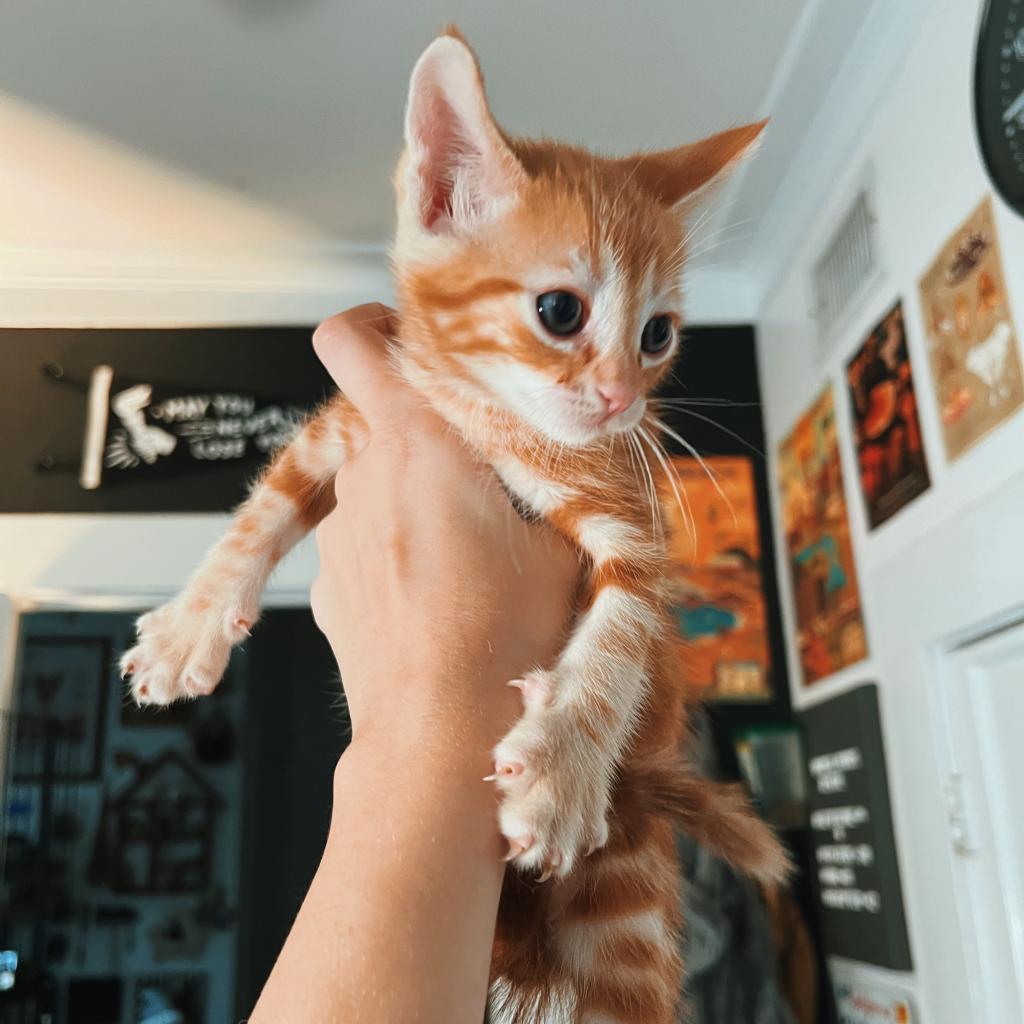 Enlarge ARTHUR, a Adoptable Domestic Short Hair in San Antonio, TX image 1/4