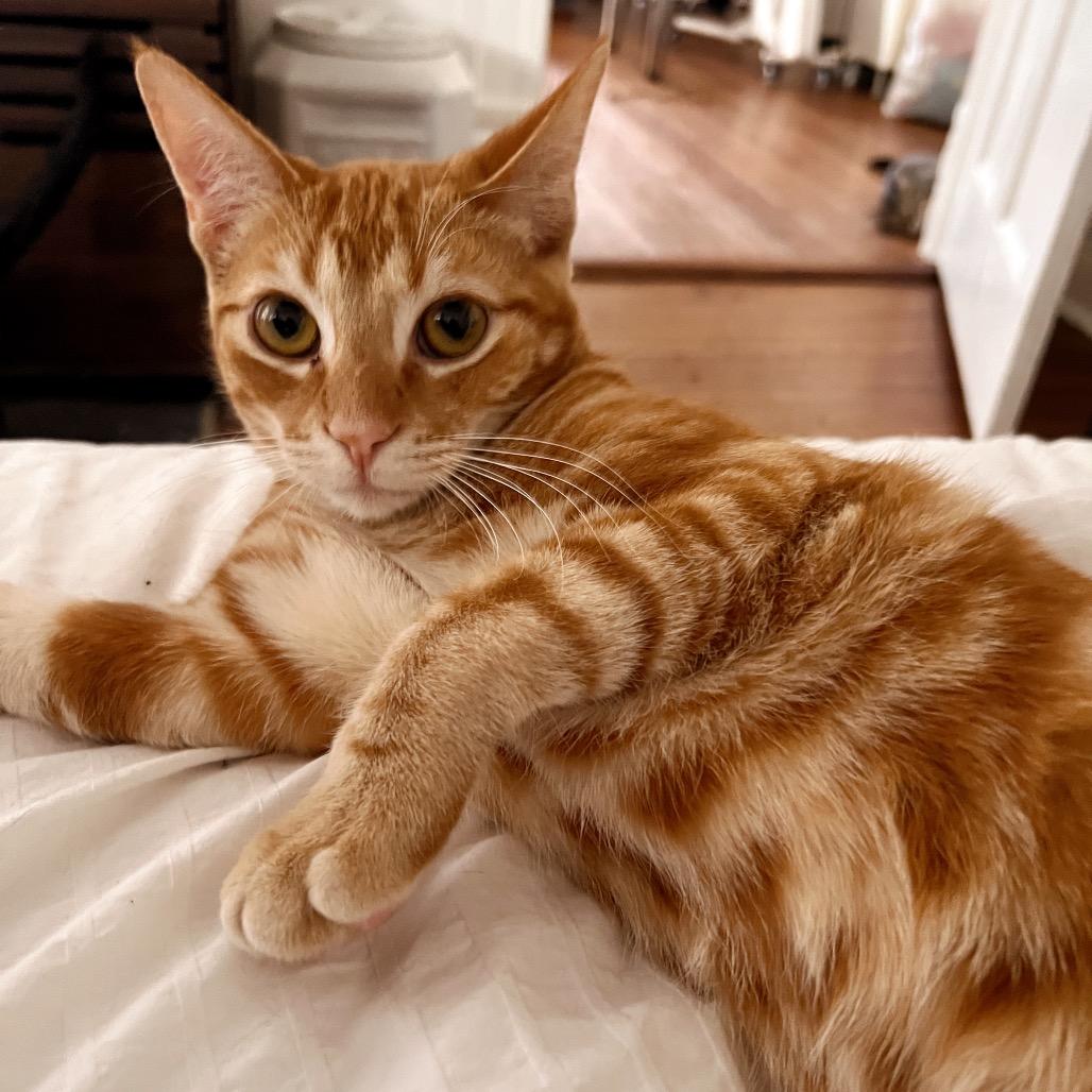 Enlarge ARTHUR, a Adoptable Domestic Short Hair in San Antonio, TX image 4/4