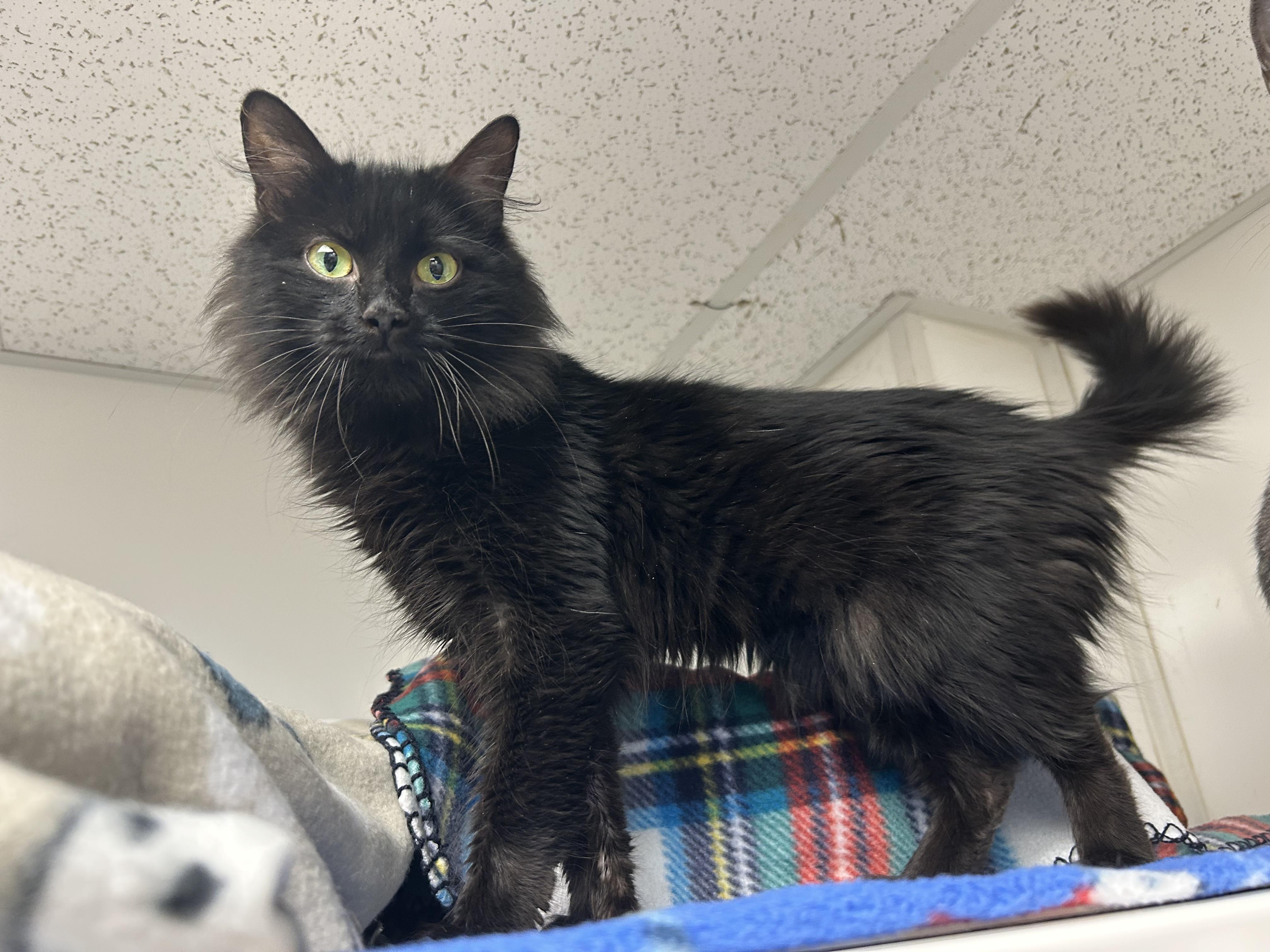 Midnight, ADOPTABLE, Adult Female Domestic Long Hair.