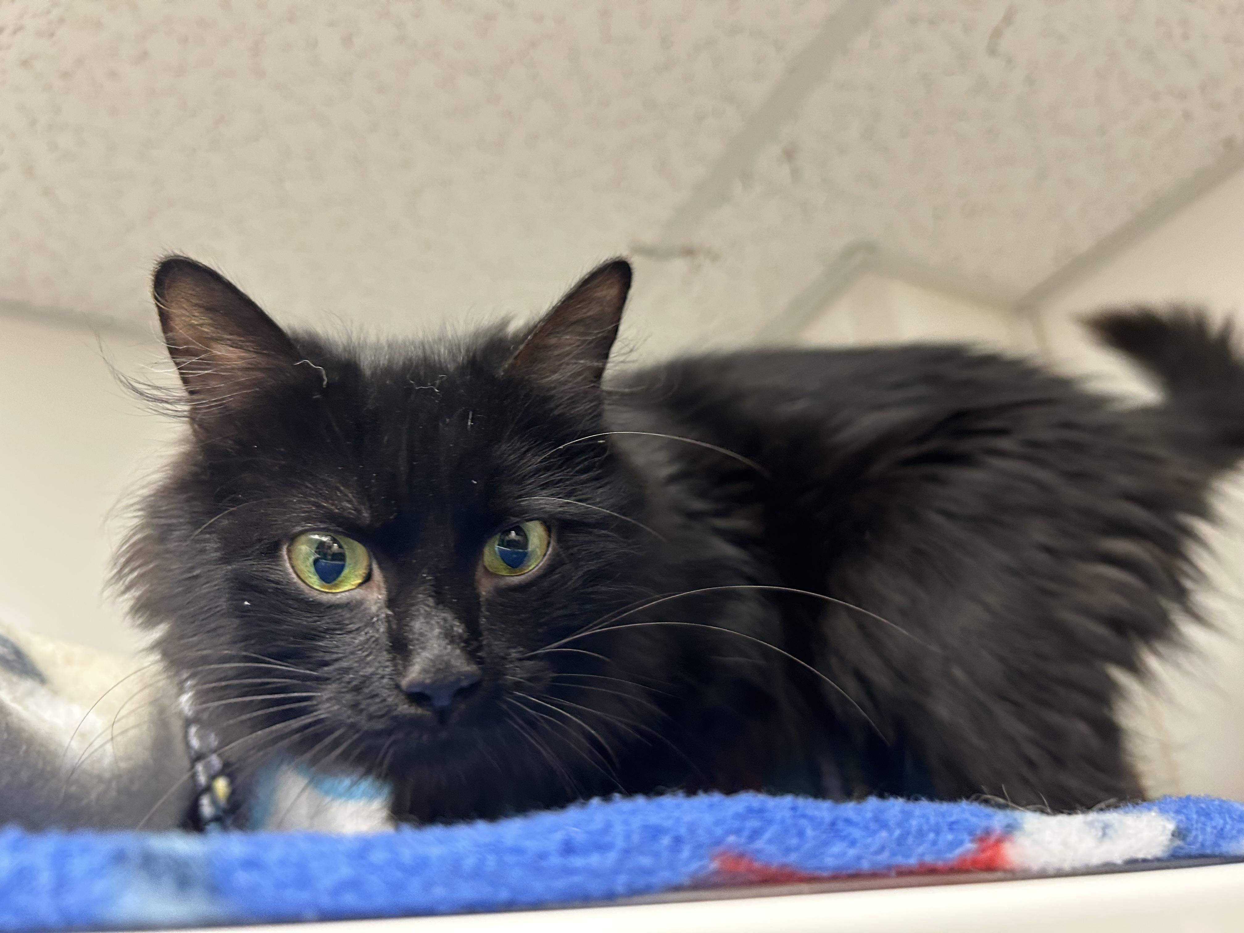 Enlarge Midnight, a ADOPTABLE Domestic Long Hair in White Oak, PA image 2/2
