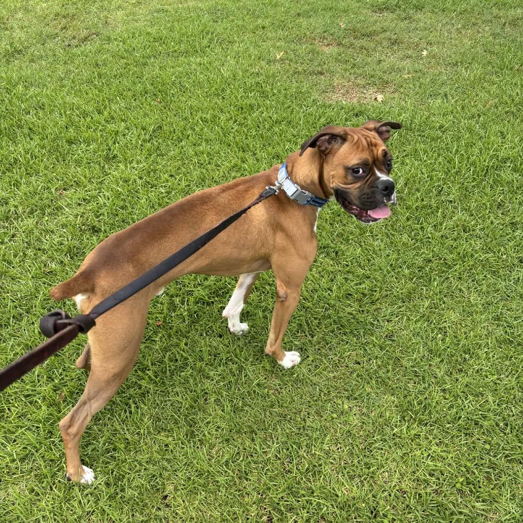 Boomer, ADOPTABLE, Young Male Boxer.