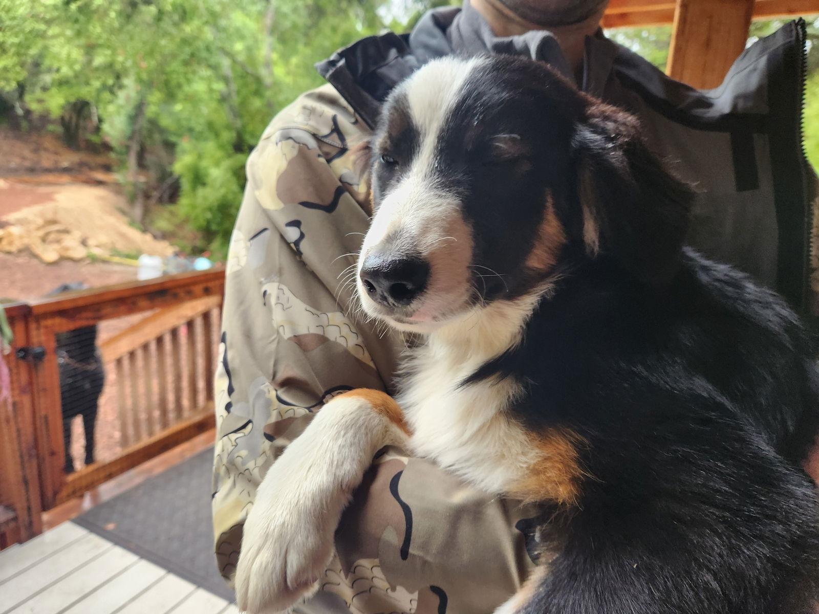 Layla, a Adoptable mixed breed in Paso Robles, CA image 1/2