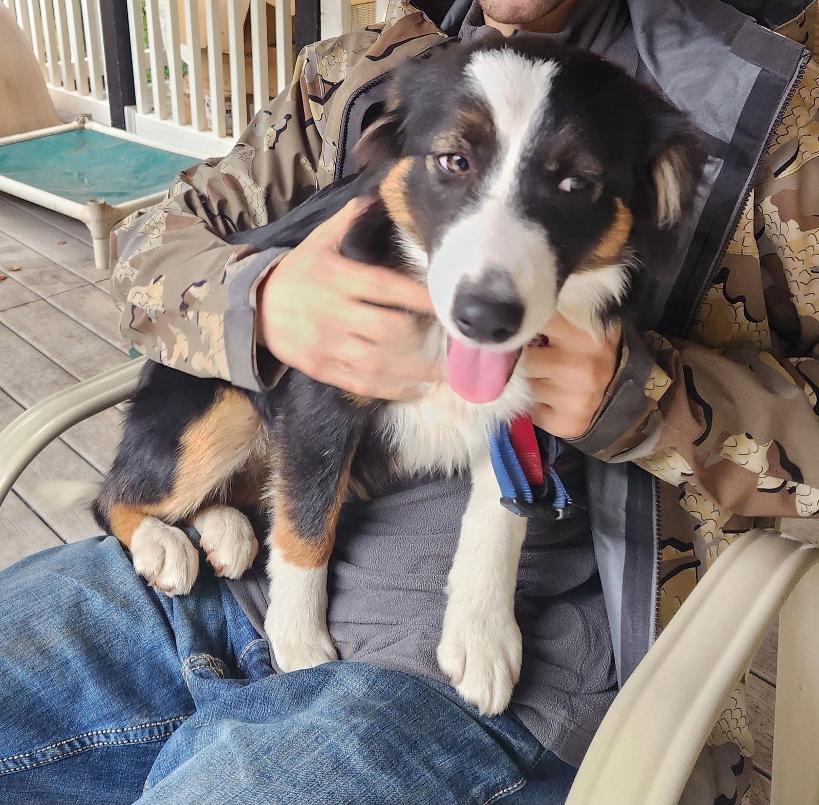 Layla, Adoptable, Young Female Australian Shepherd & Border Collie.