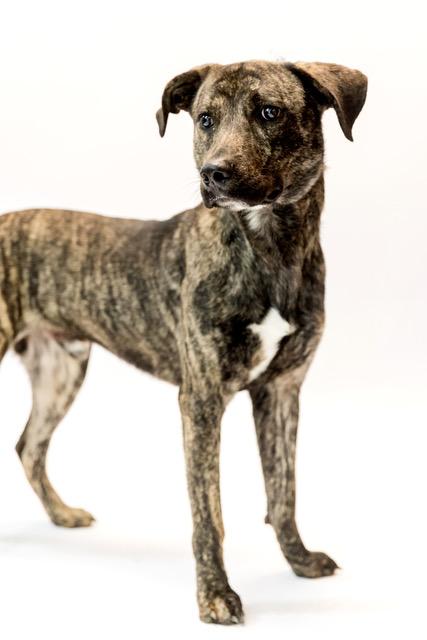 Clyde, Adoptable, Adult Male Plott Hound.