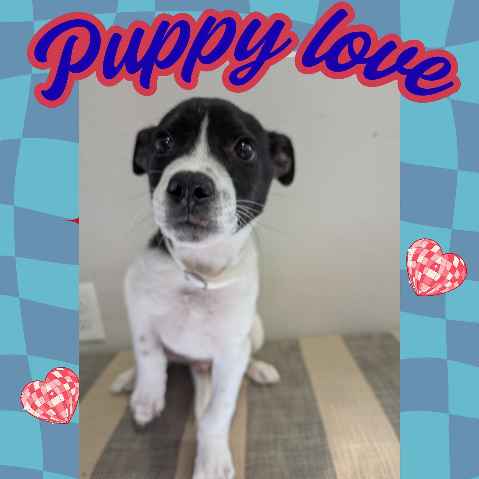 phil, ADOPTABLE, Puppy Male Australian Cattle Dog / Blue Heeler.