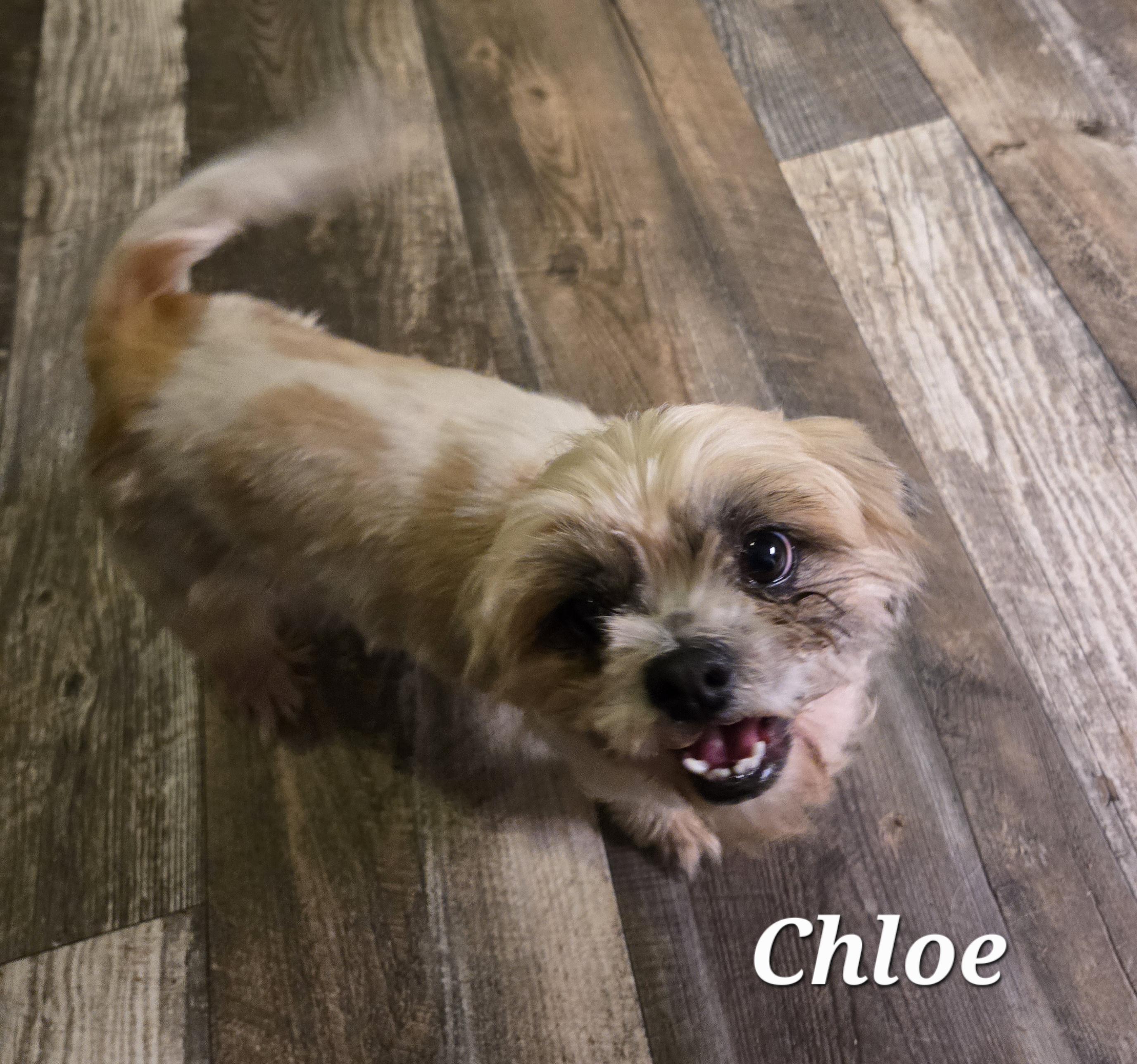 Enlarge Chloe, a Adopted Shih Tzu in Austin, TX image 1/2