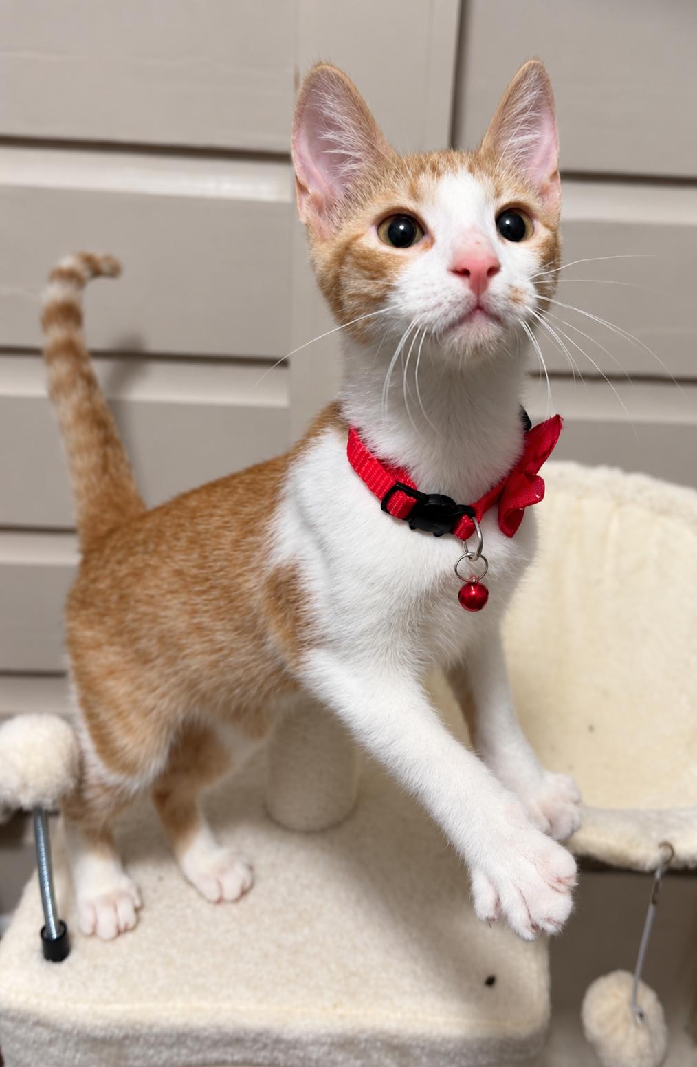 Enlarge Scruffy, a Adoptable Domestic Short Hair in highlands ranch, CO image 1/6