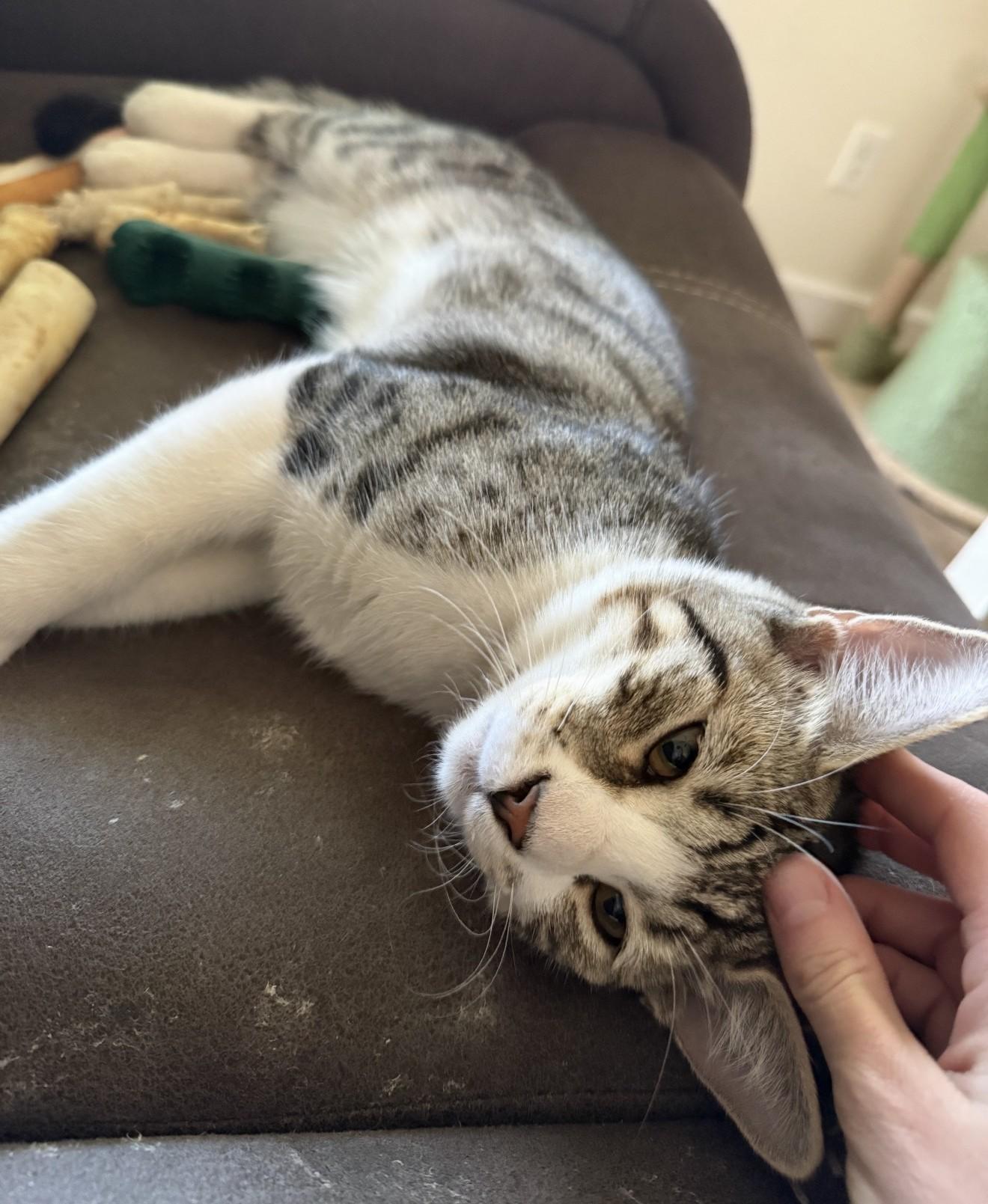 Enlarge Milo - A Big-Hearted Cuddle Bug - Courtesy Listing, a Adoptable Domestic Short Hair in Prescott, AZ image 2/2