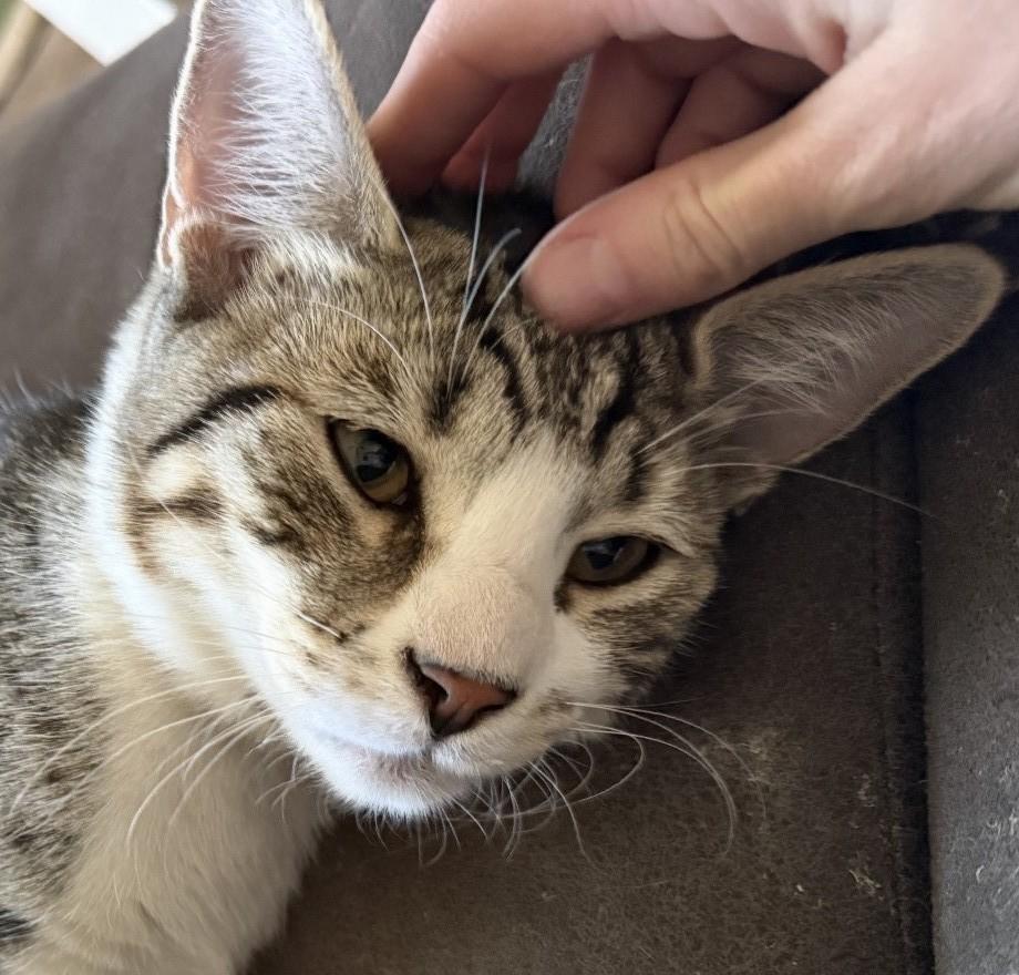 Enlarge Milo - A Big-Hearted Cuddle Bug - Courtesy Listing, a Adoptable Domestic Short Hair in Prescott, AZ image 1/2